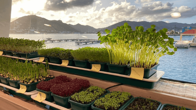 View from a superyacht galley window with self-grown herbs and fresh greens