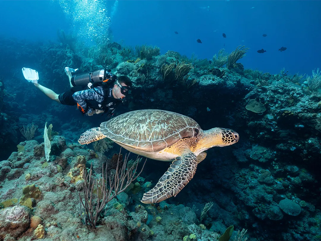Charter-guest-wearing-SCUBAPRO-diving-equipment-swimming-with-a-turtle