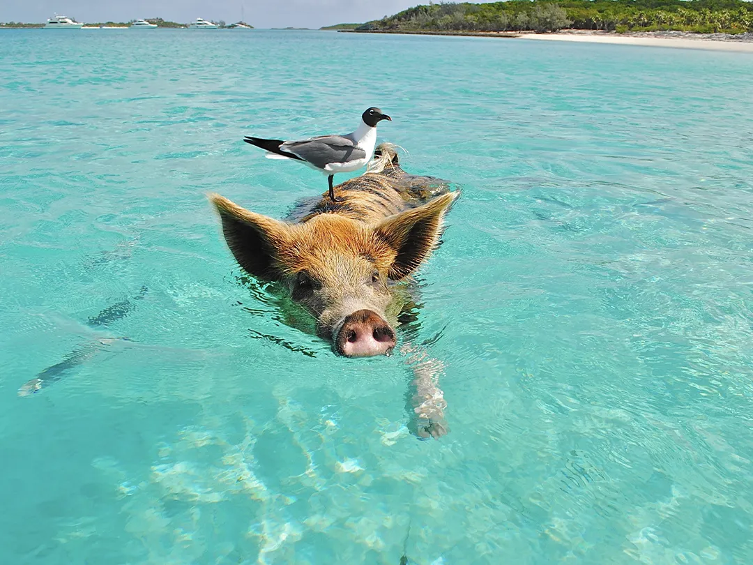 Swimming pig in the Bahamas