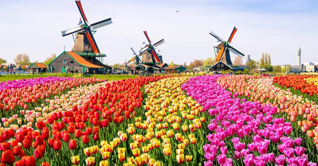 Tulip fields and windmills in Zaanse Schans visited by yacht crew and charter guests