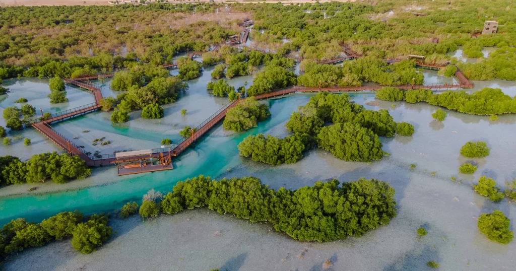 Jubail Mangrove Park in Abu Dhabi during a day out for yacht crew